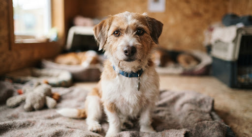 優しい眼差しで見つめる保護犬