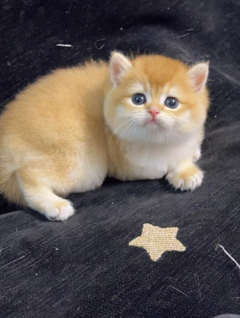 ヒナタ