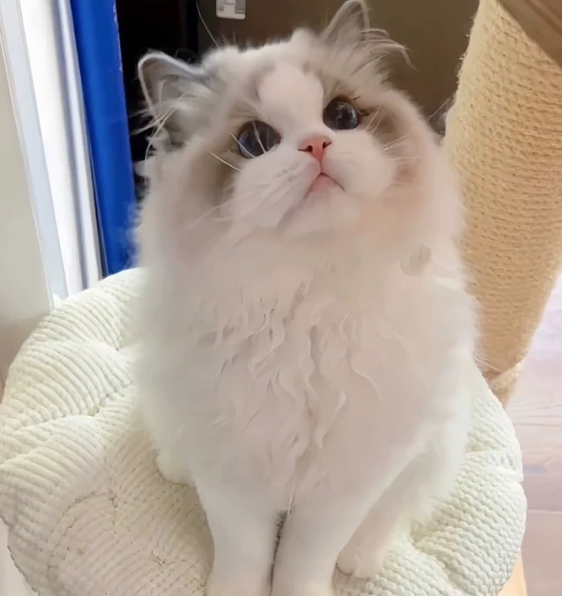 ホシネム