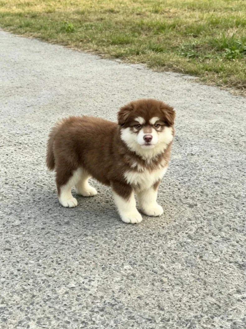 モカ