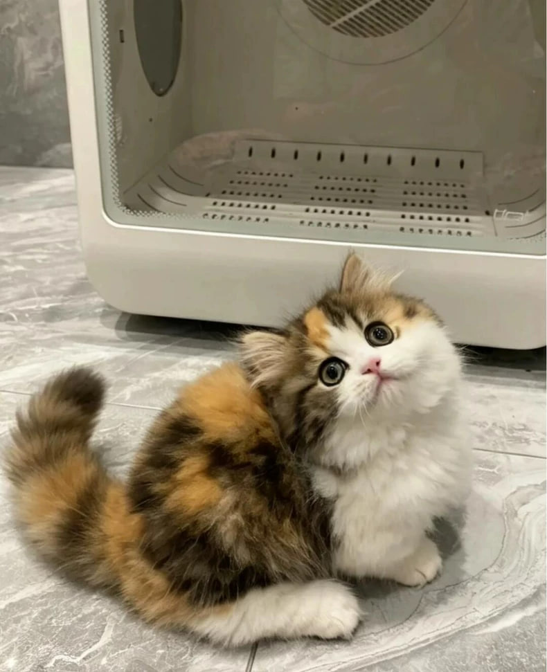ホアホア