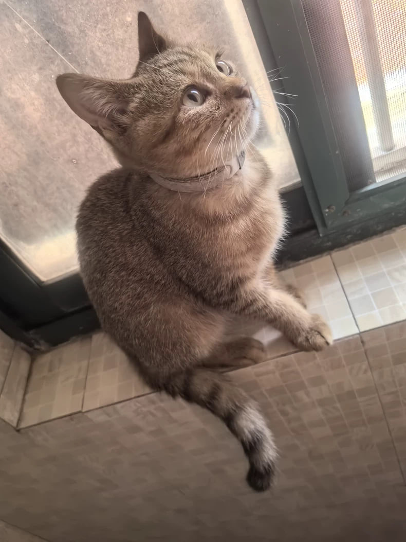 チハル