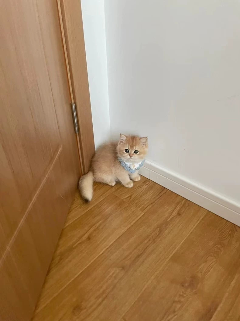 ホノカ