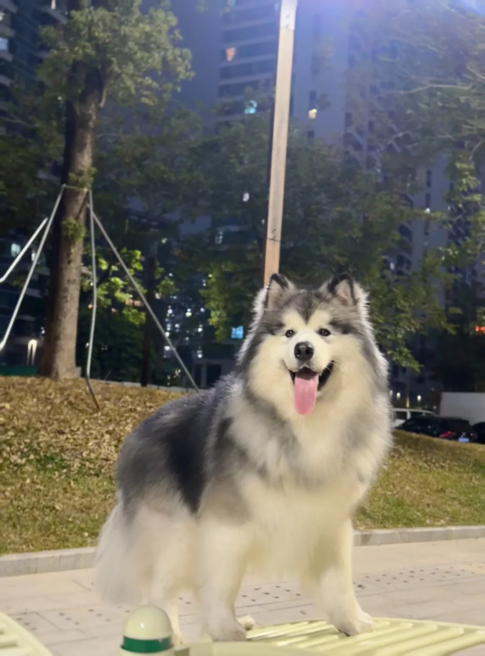パンフー