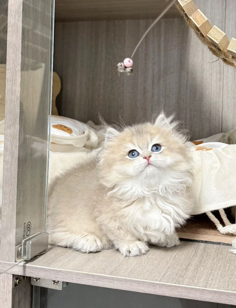 ホシナ