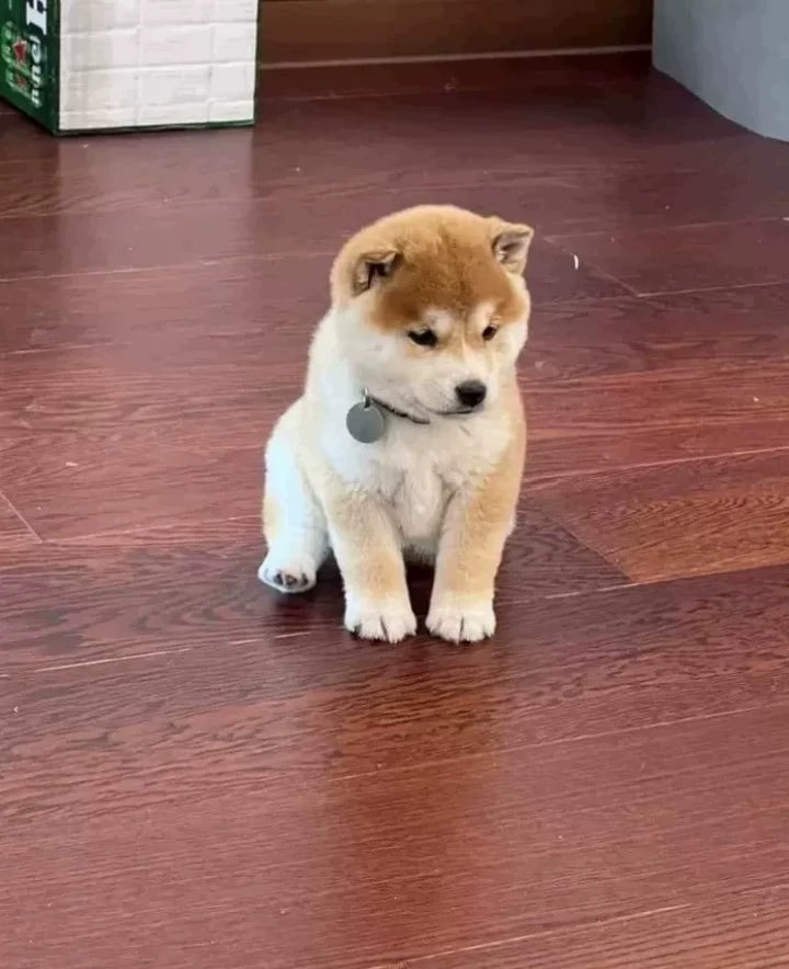 ダンゴ