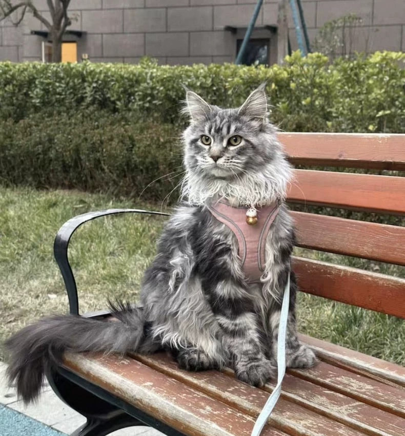 ギンホウ